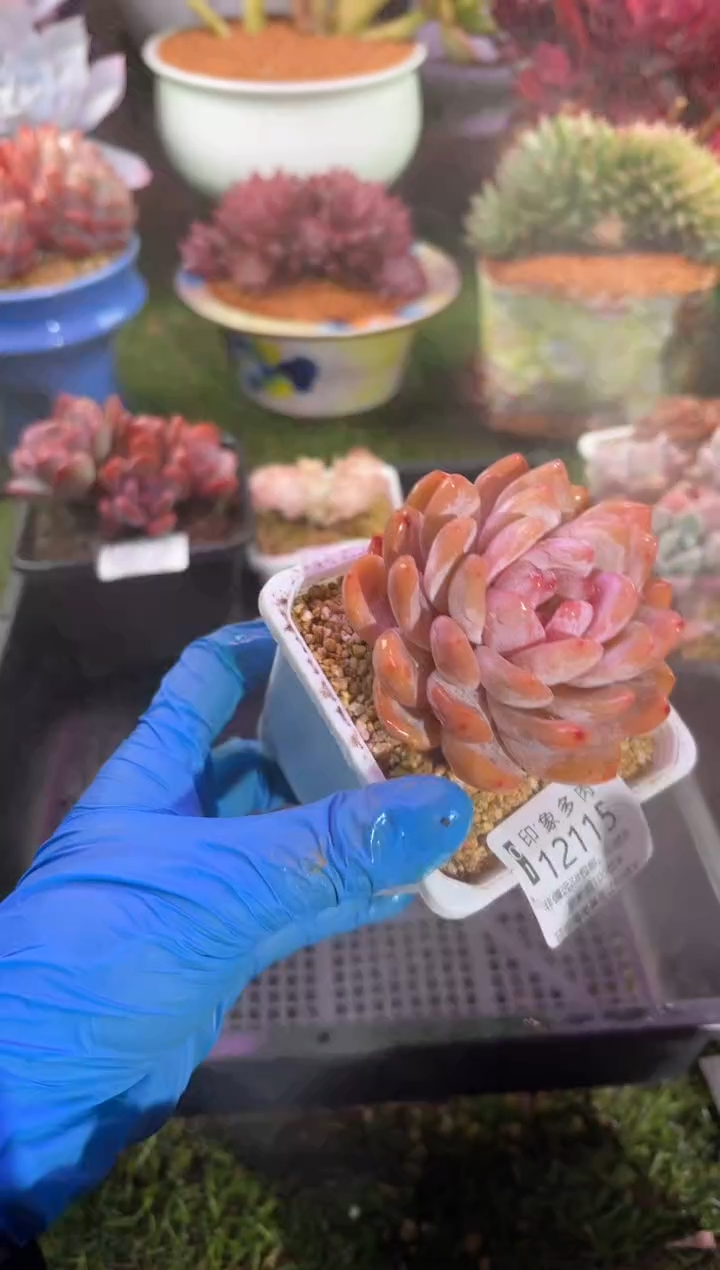 【闪购商品】12115