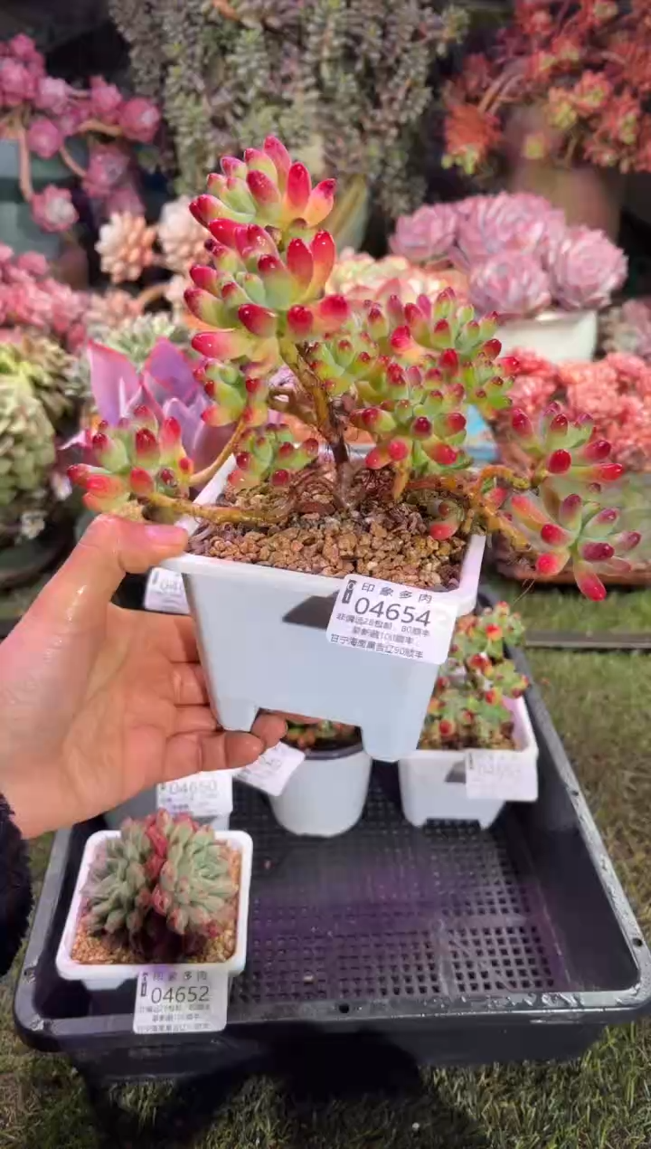 【闪购商品】04654