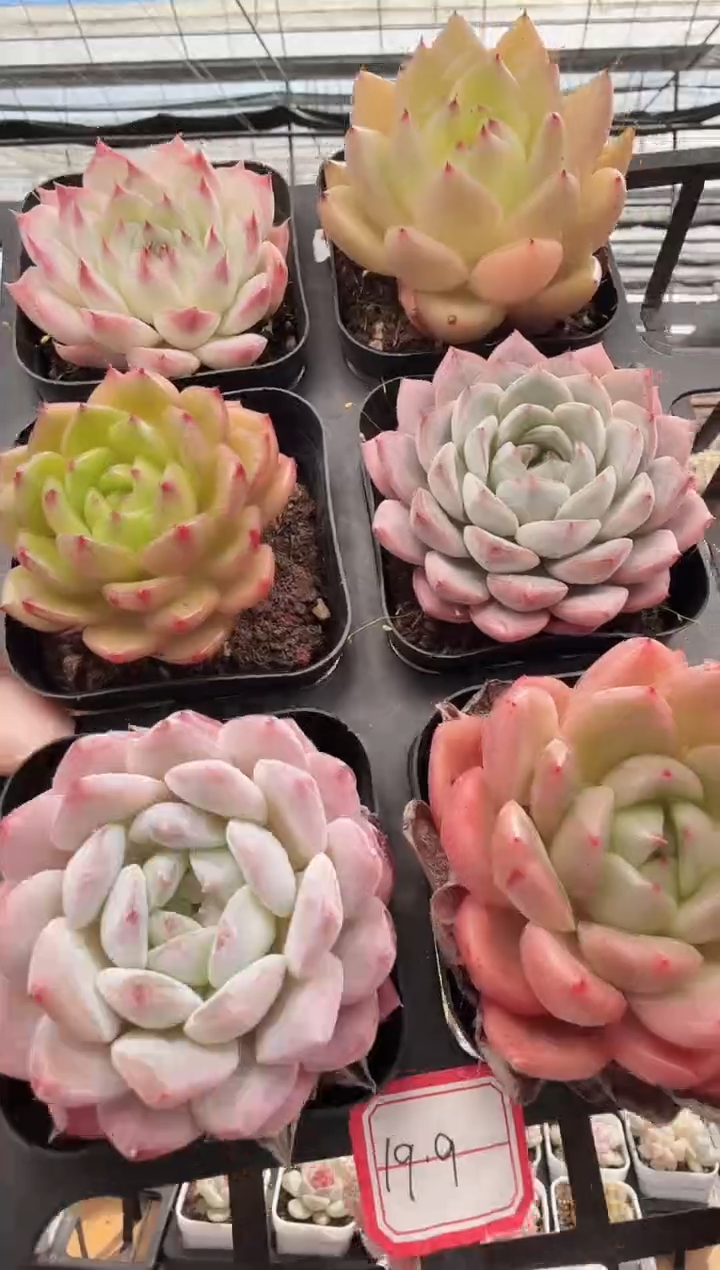 东云多肉园新款-12