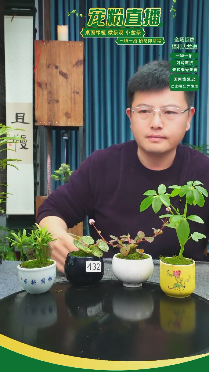 无花朵慕*苔藓微景观432号