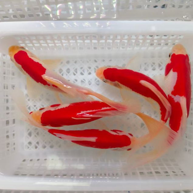 （5条 红白）观赏鱼锦鲤精品好养新手萌宠打氧冷水鱼冬天12-16cm