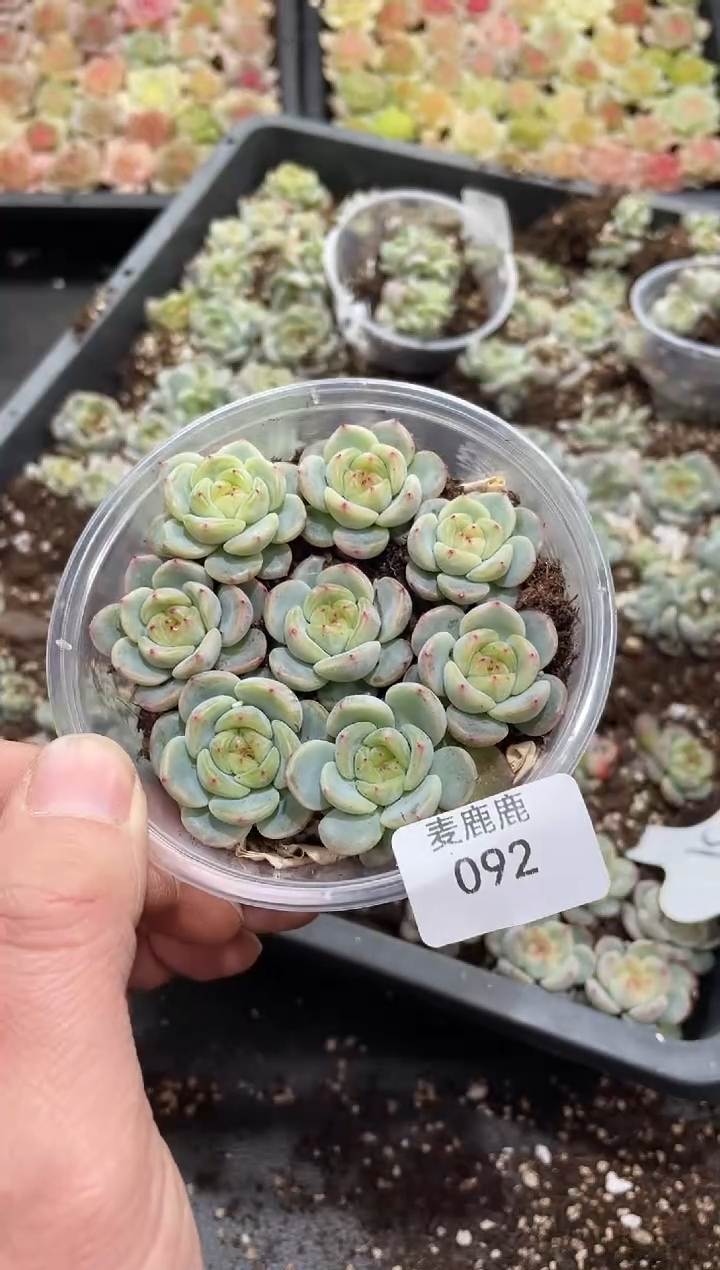 092甜心3000 量拍