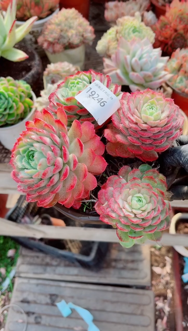 杨****熙跃跃精品多肉19246