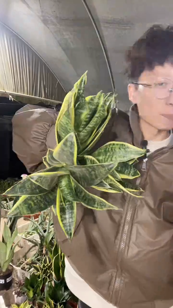 金虎耳裸根3棵8.8