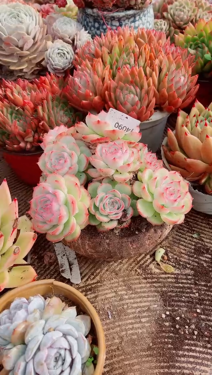 从*跃跃精品多肉14090