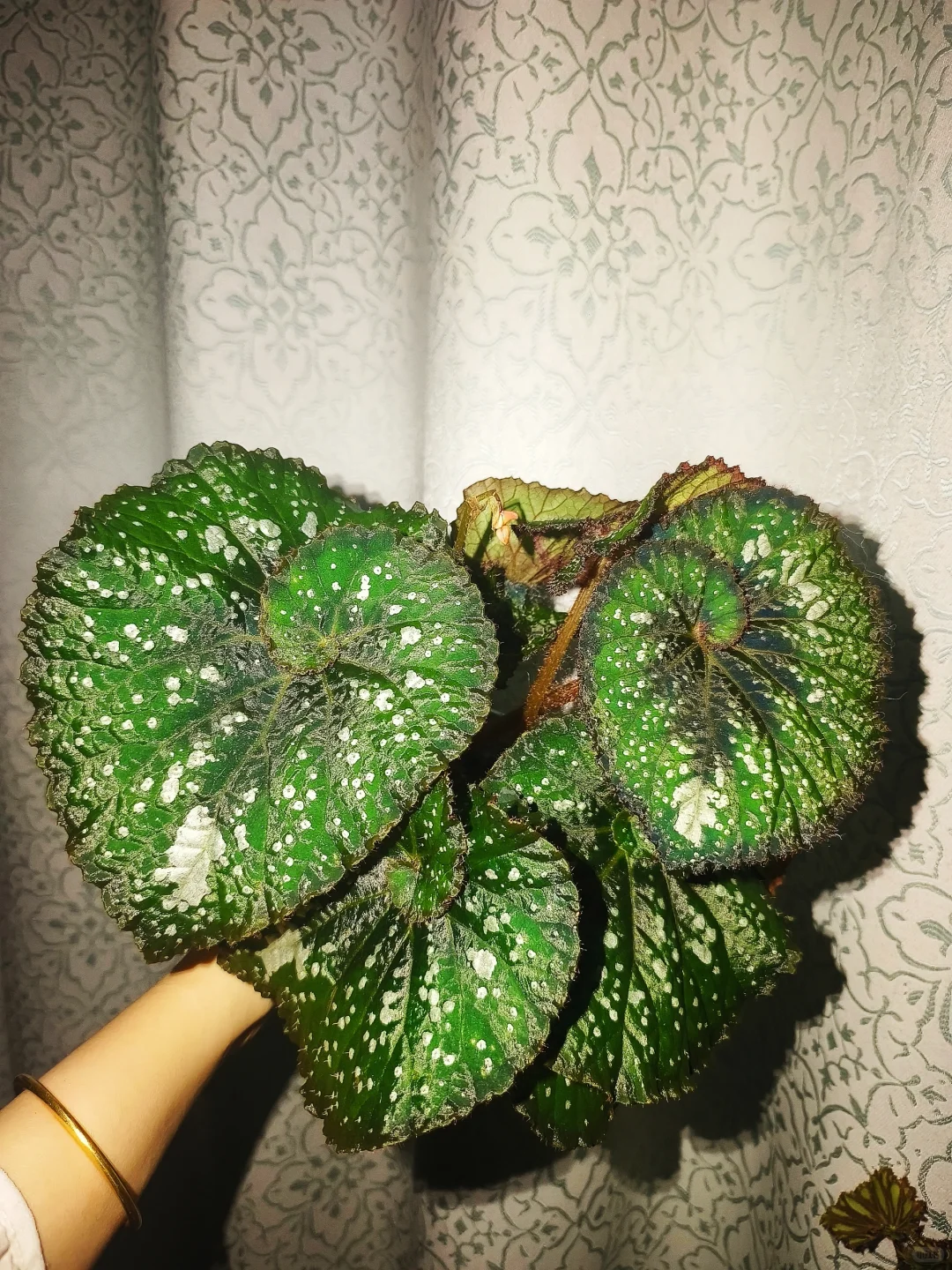 西班牙舞裙秋海棠热植优选盆栽轻微叶损不包