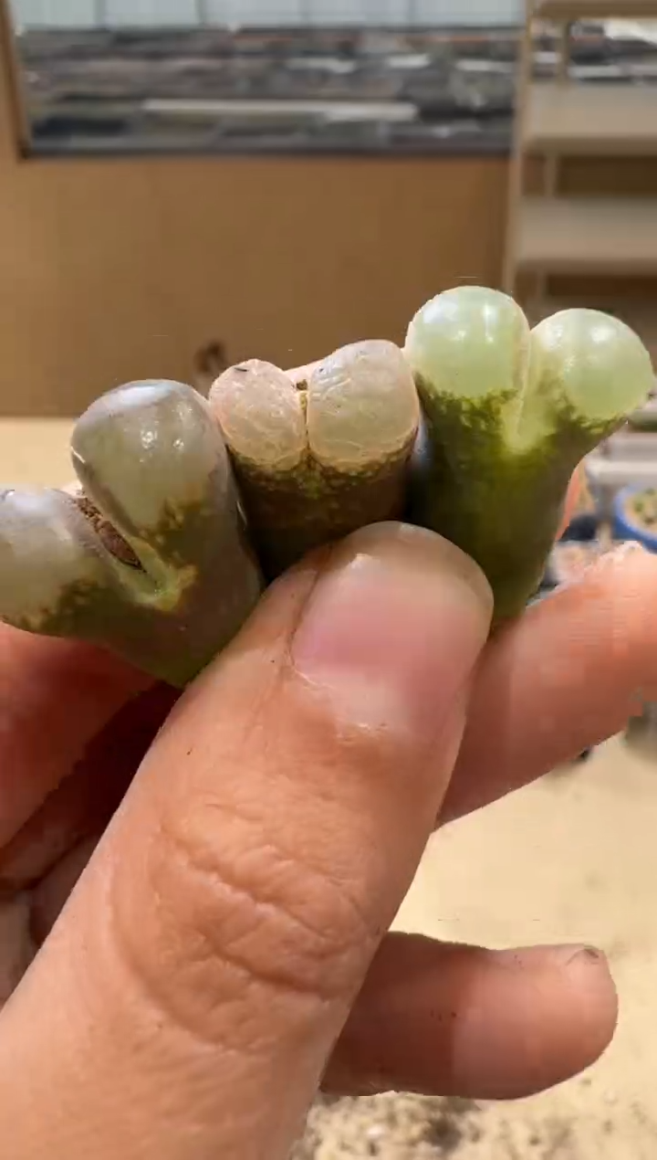 9-57多肉植物肉锥