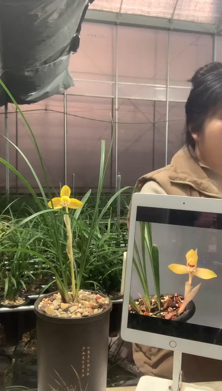 大部分开放少量花苞金荷鼎2苗带花种好发货