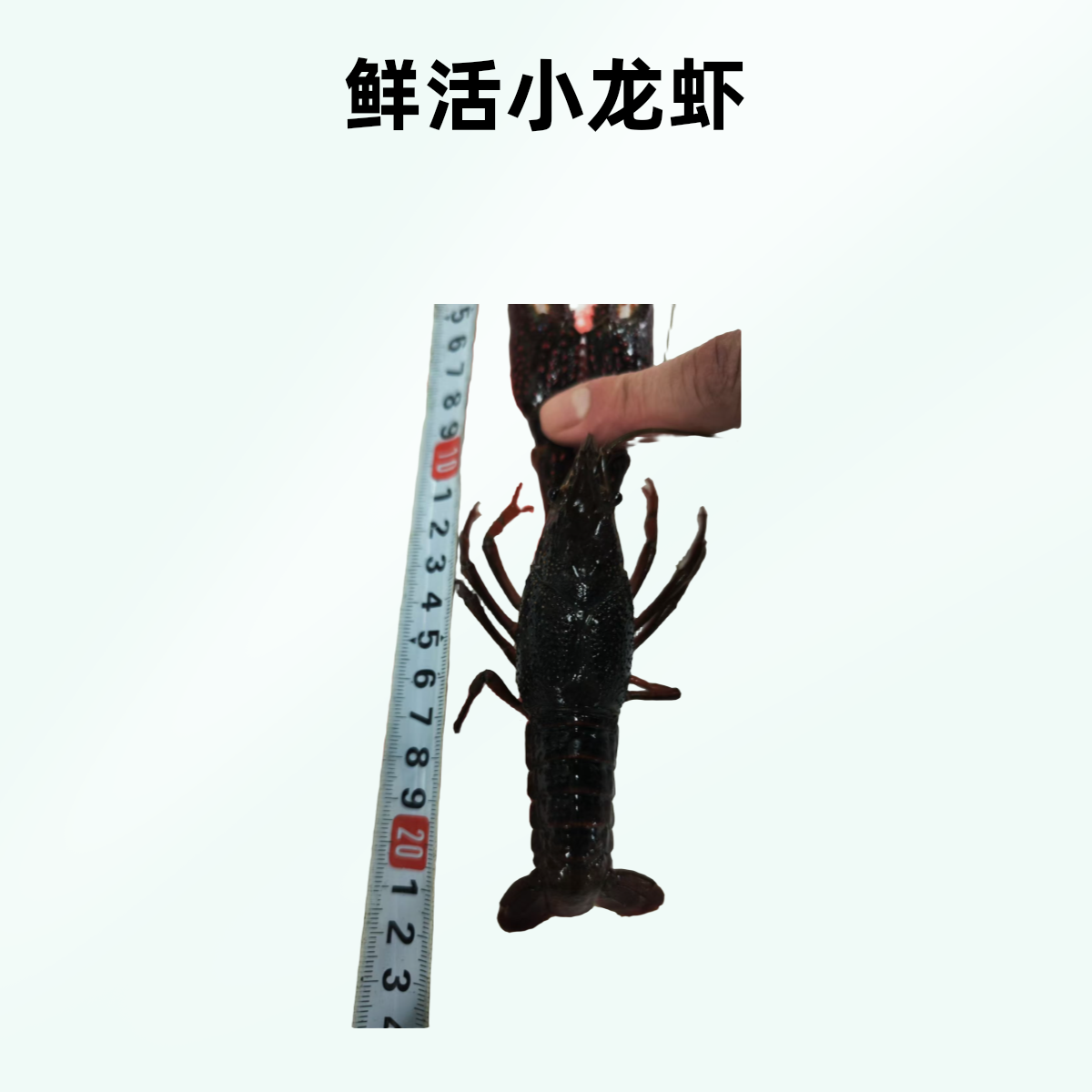 【1两一个的头茬小龙虾】净重2.5斤，当季小龙虾，鲜活发出（1两/只）