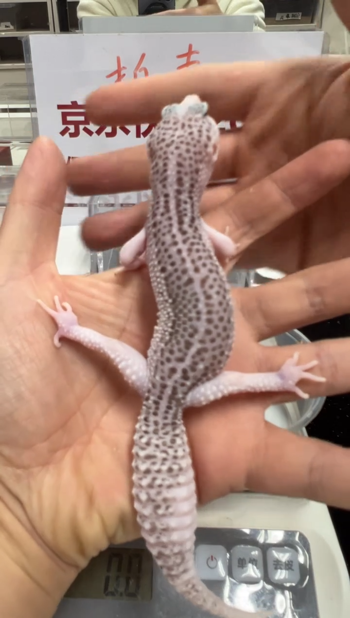 豹纹守宫00000000