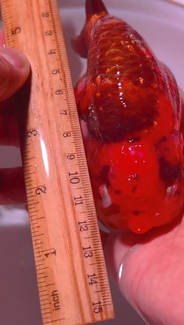 狮头鱼兰寿金鱼兰寿金鱼