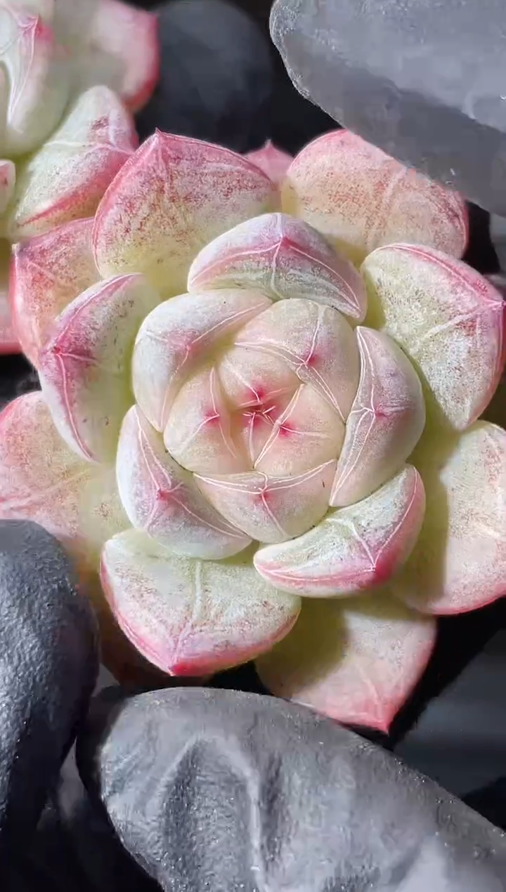 15-29云之羽3-4厘米量拍发一颗