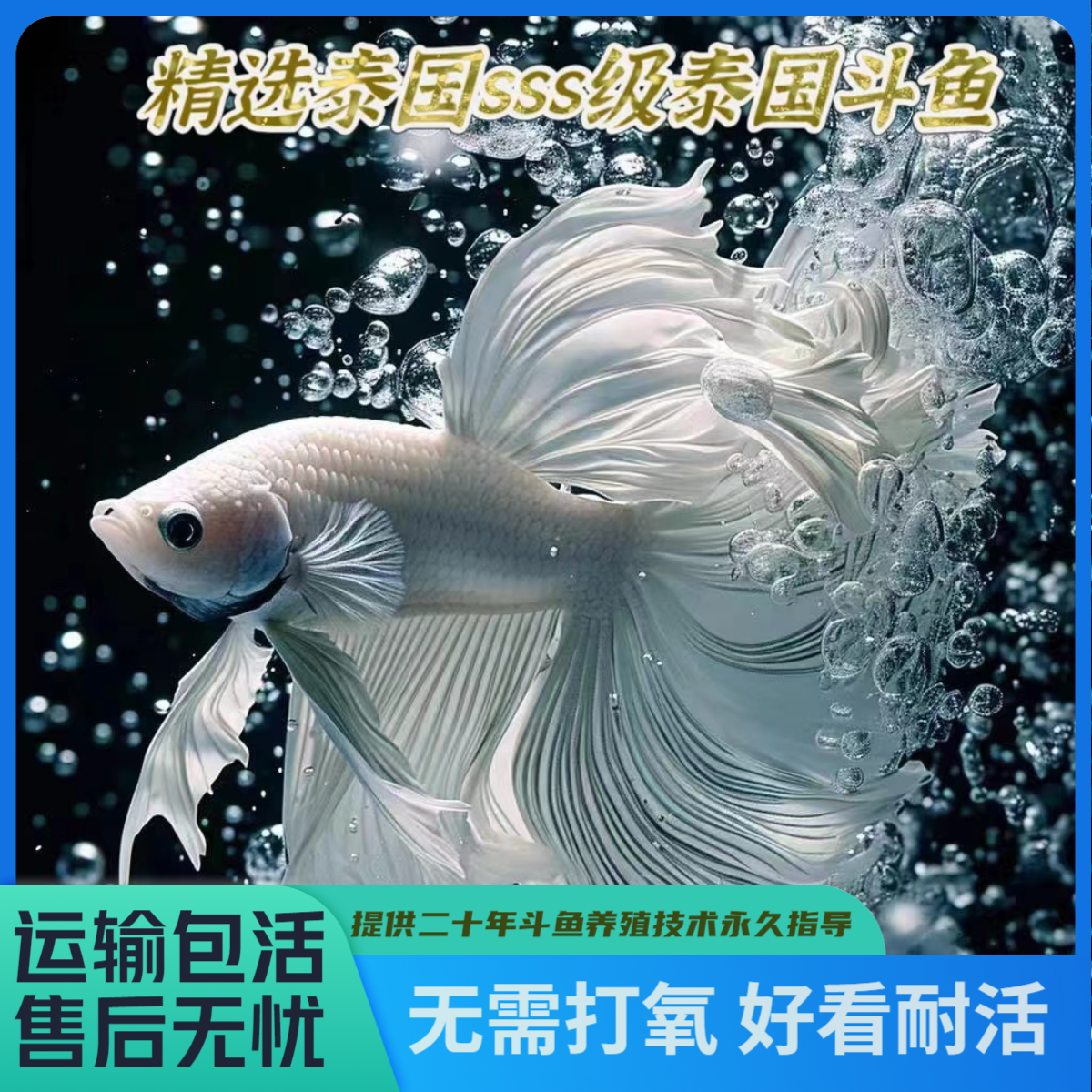 【第1版】直播选号001-060号望珊瑚水族精品泰国印尼斗鱼半月将军