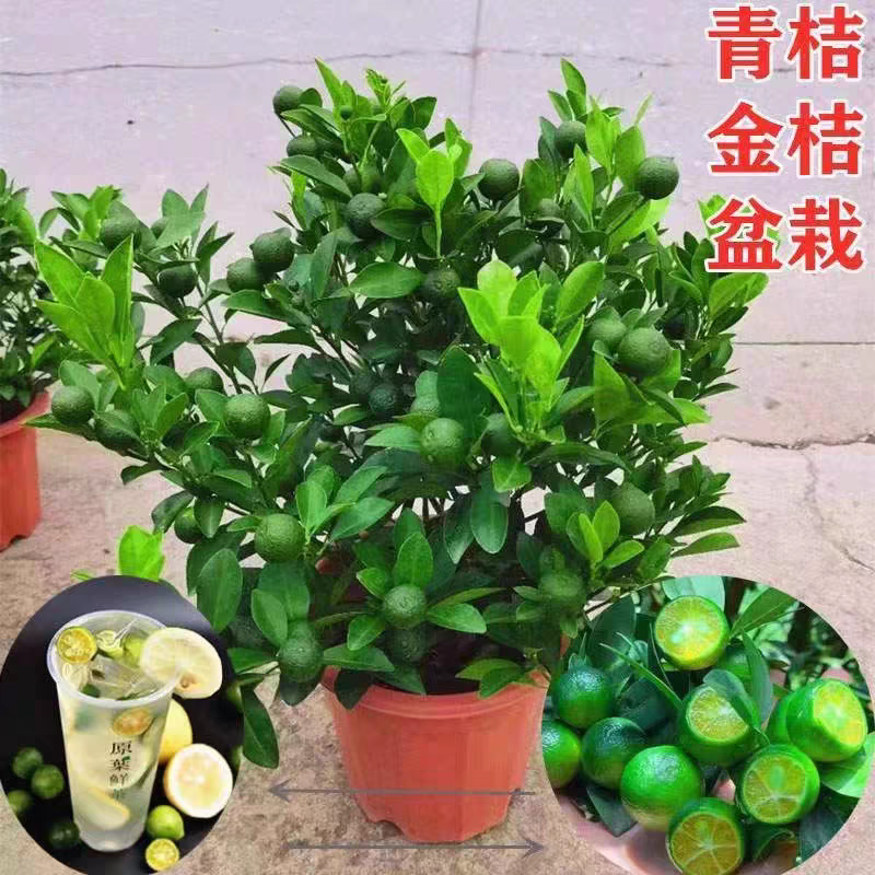 带果发货海南青金桔树苗小青桔小金桔盆栽奶茶店用青柠苗阳台客厅