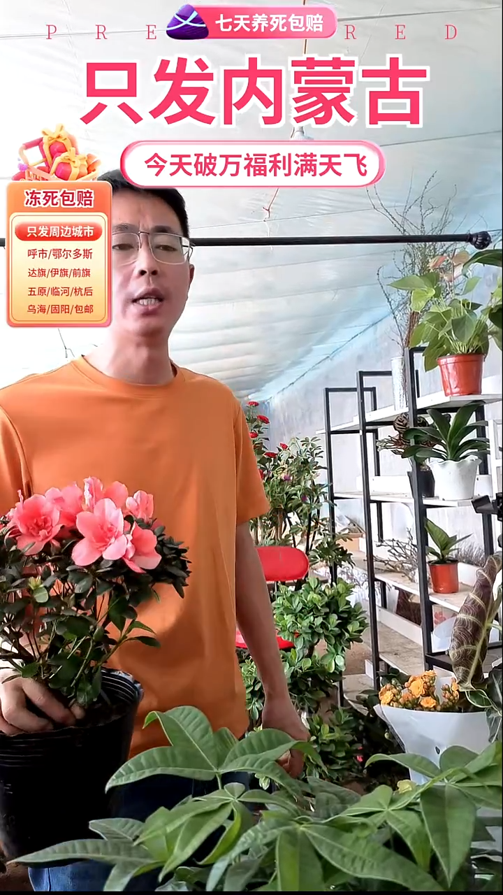 完全开放小桃红杜鹃