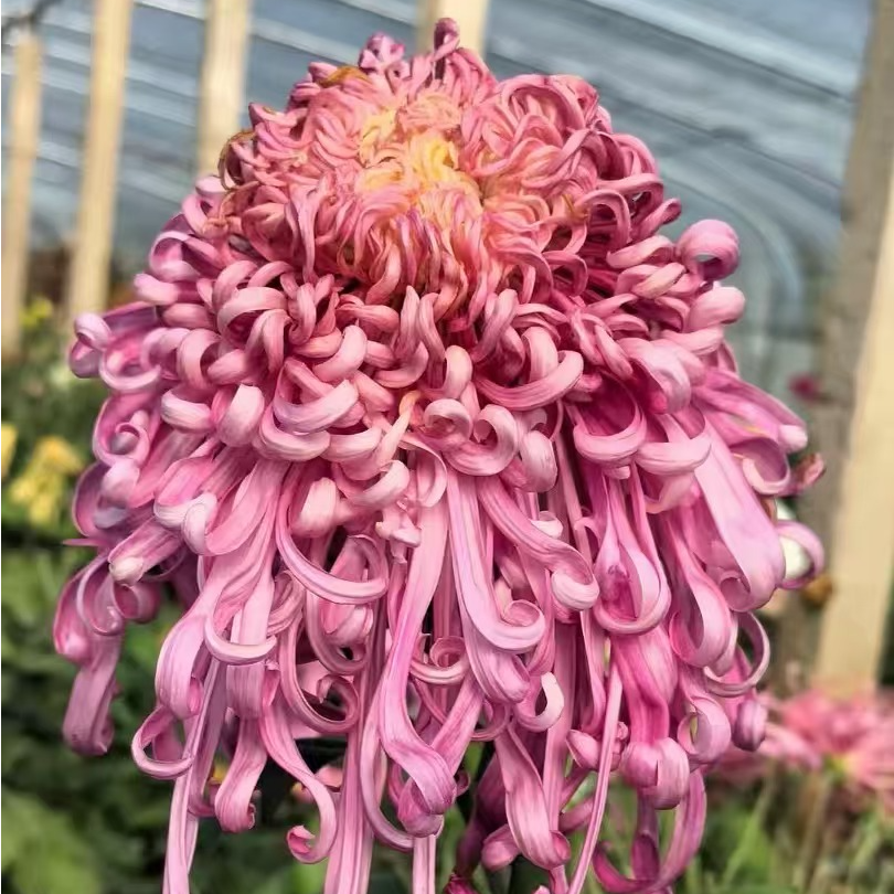 醉锦超大花菊花盆栽带花苞好养易活庭院阳台