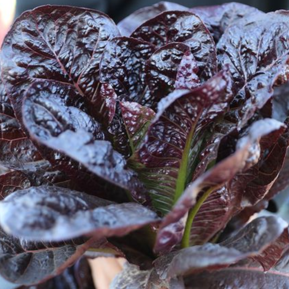 【全店满5元包邮】紫孔雀菜种子罗马寿司菜种子