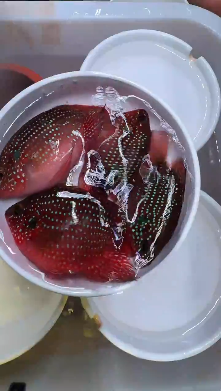 红宝石鱼红宝石球2对