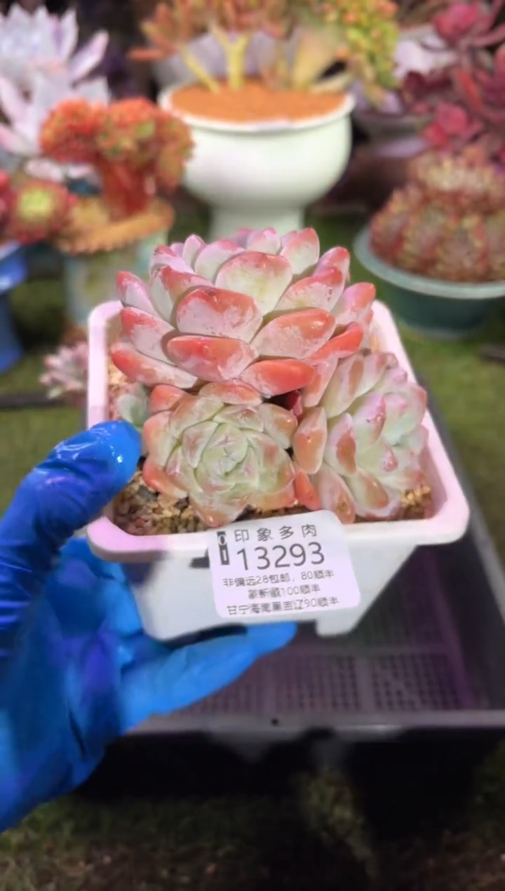 【闪购商品】13293