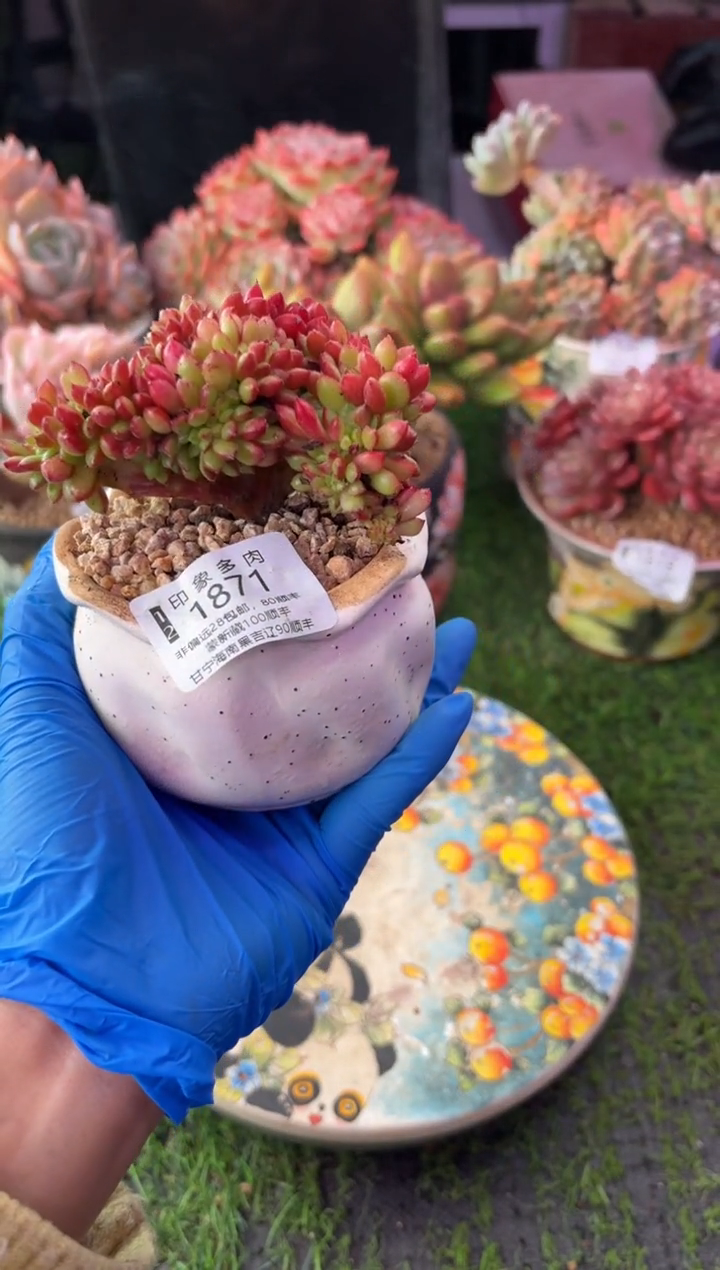 昆明印象多肉1871