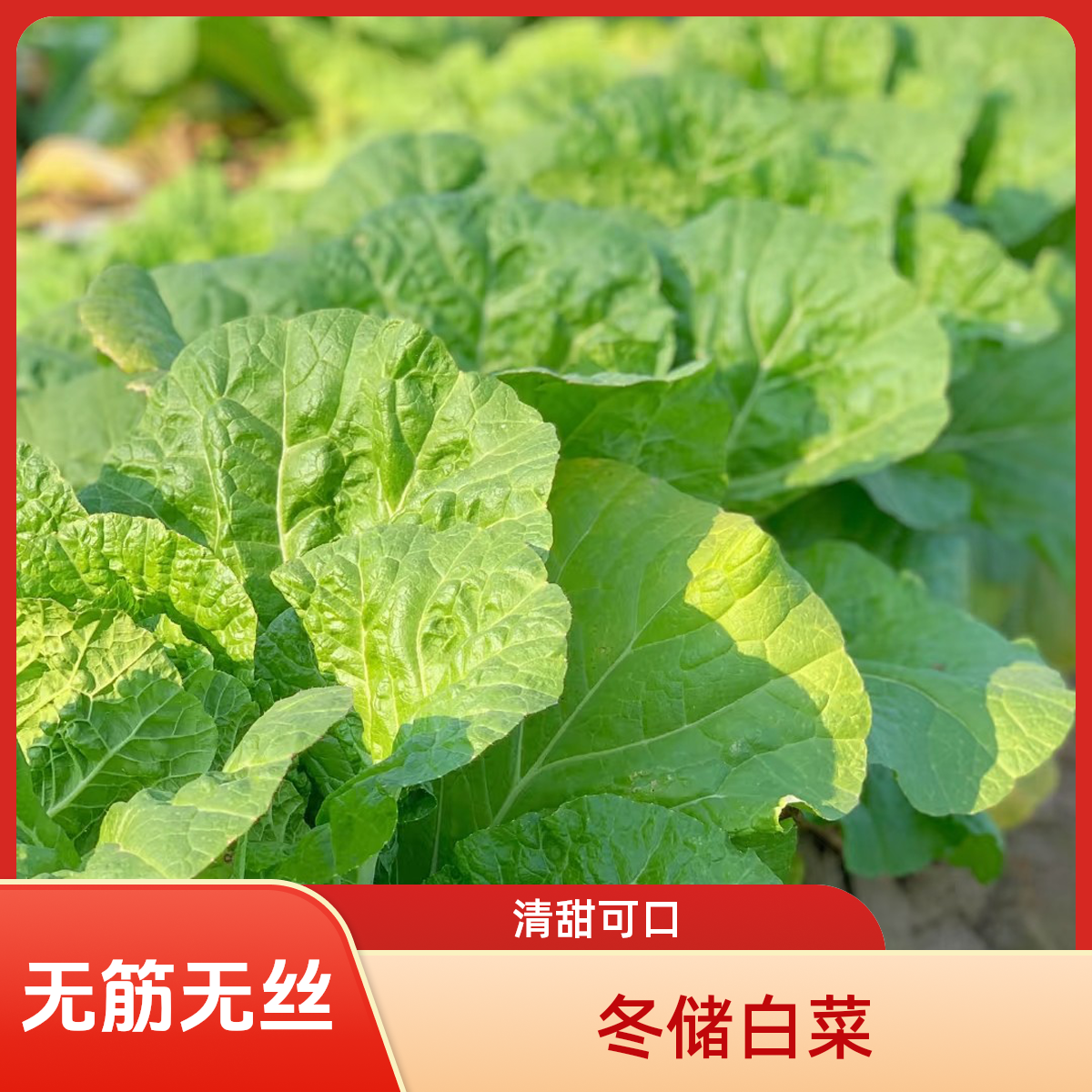 满30包邮|白菜1颗装（3-4斤）白菜