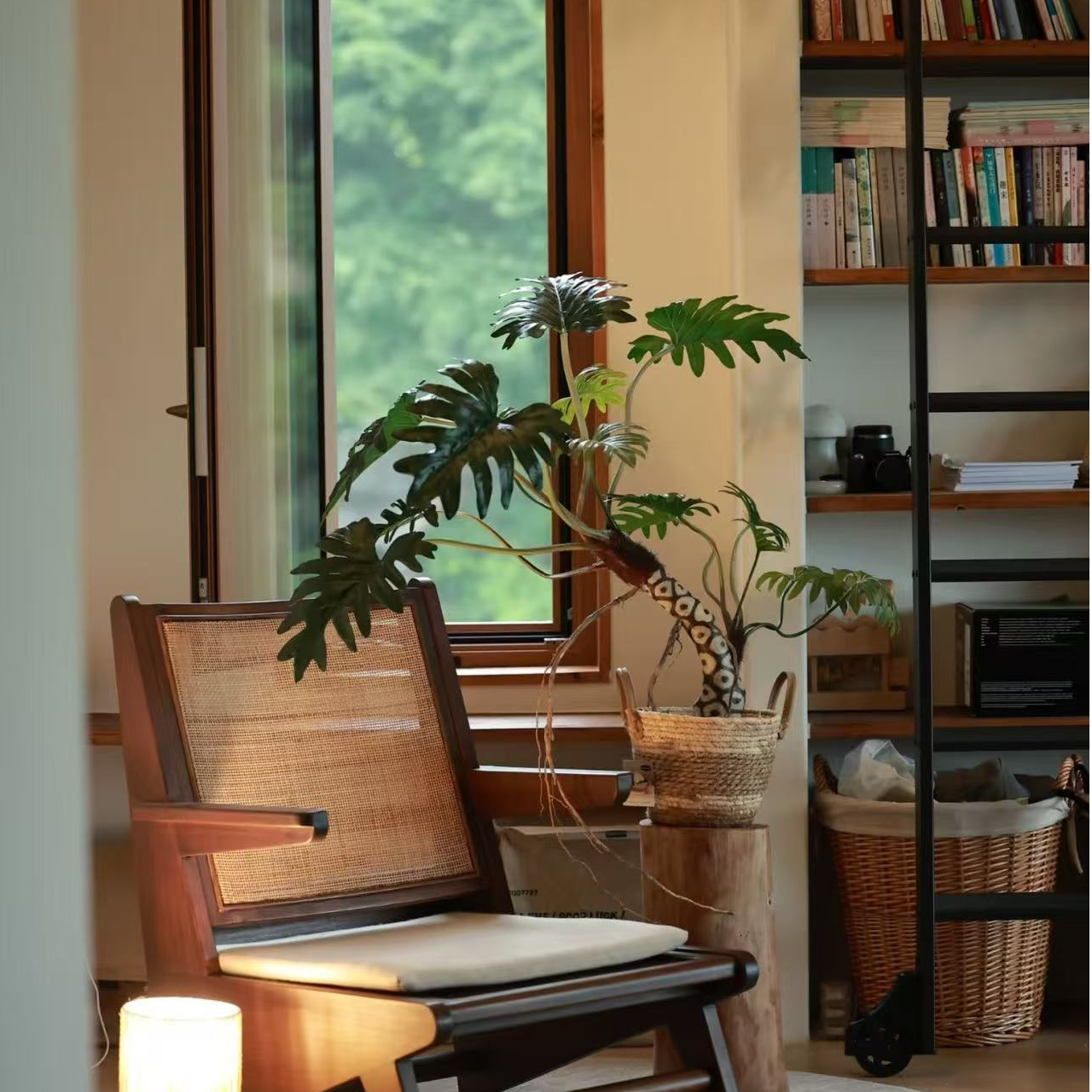 1号链接一物一拍龙鳞小天使拍下以直播间为准