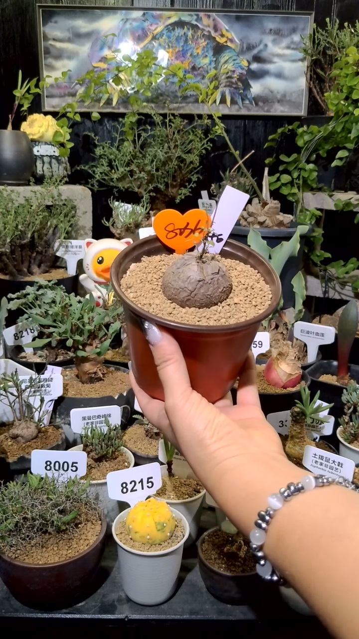 8036号1214甄选单颗南非龟甲龙