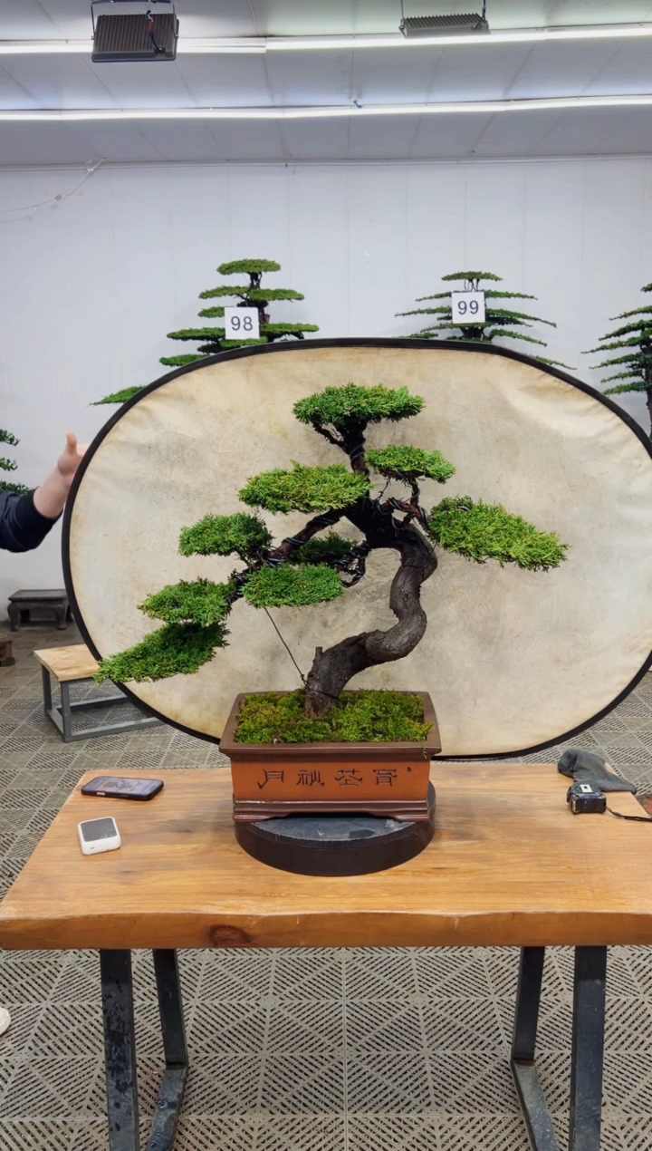 无花朵造型盆景一物一拍