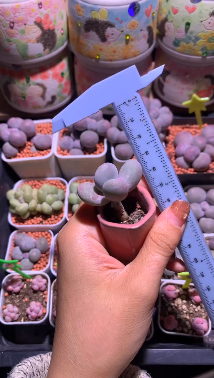 米可奶酪，满28包邮，不满发一个叶片到付