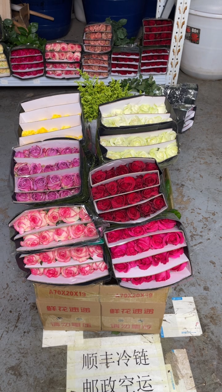 单头玫瑰60枝（任意3个品种）+黄莺