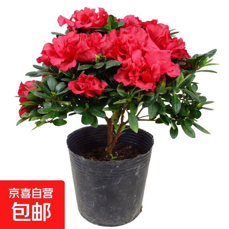 杜鹃花四季开花杜鹃盆栽杜鹃花苗阳台客厅带花苞懒人花卉 1盆【原