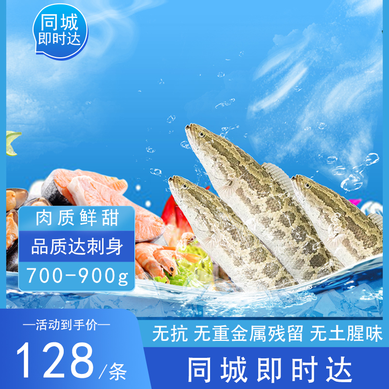 小汤山无抗黑鱼[即时达]