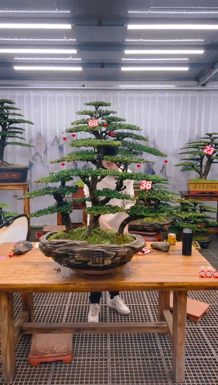 【闪购商品】紫砂精品盆景直播间一物一拍