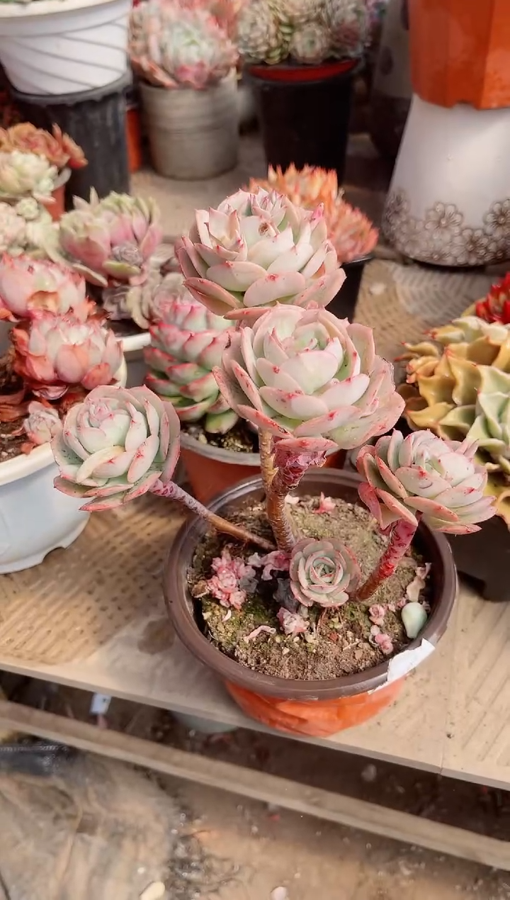 【闪购商品】11174