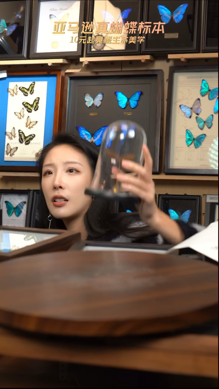 微瑕蝴蝶标本摆件一口价d881