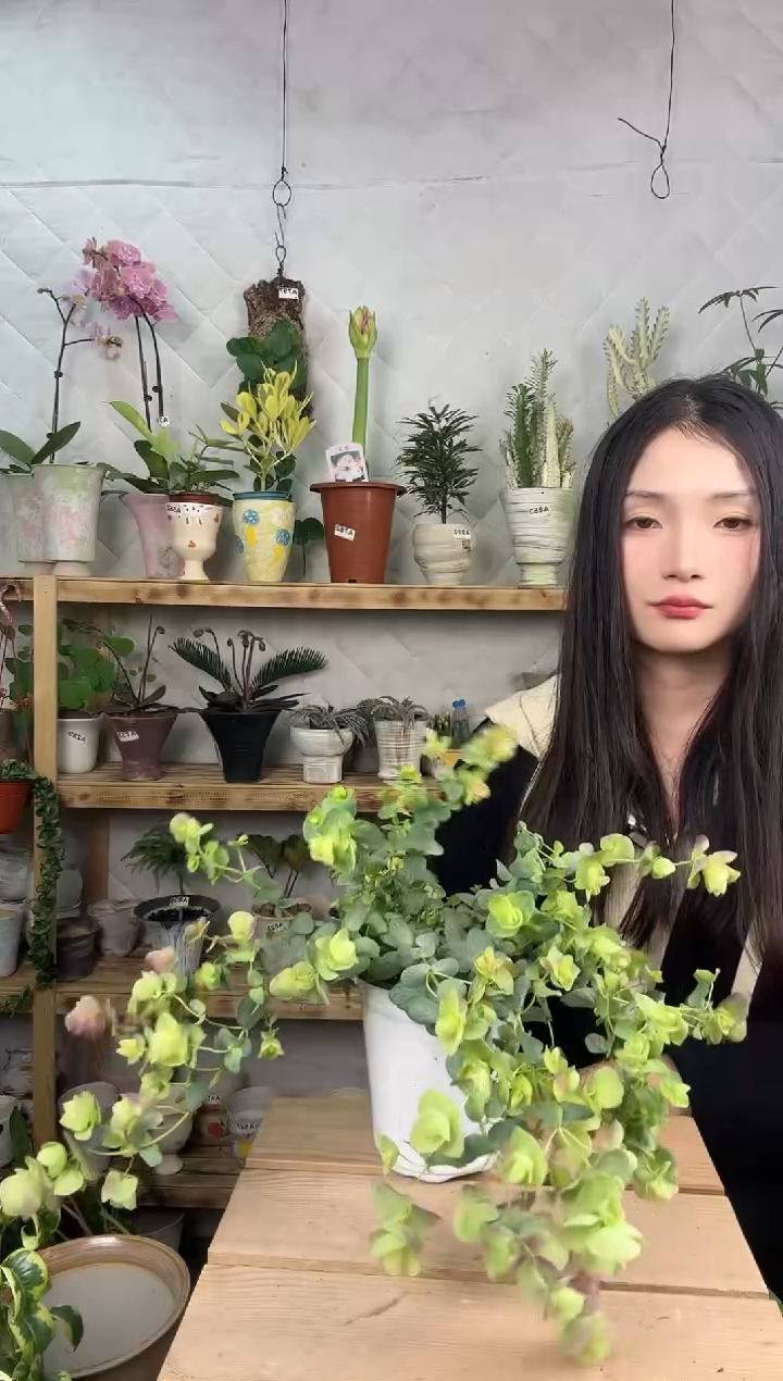 无花朵742牛至折纸画育苗盆