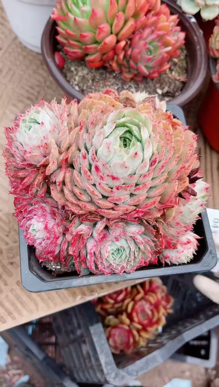 【闪购商品】04340