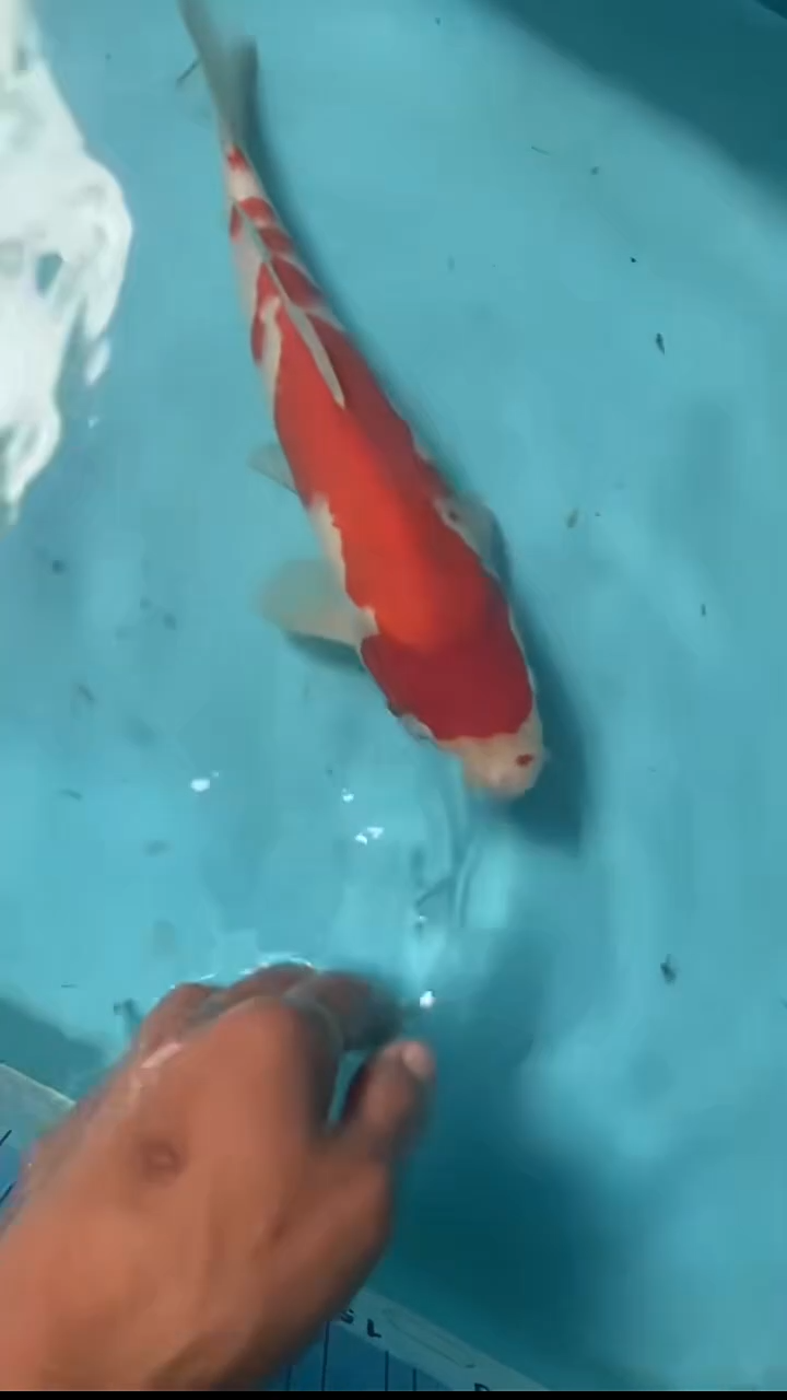 锦鲤红白30公分顺丰到付不包邮