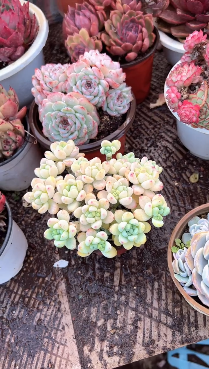 祖***言多肉植物一物一拍02484