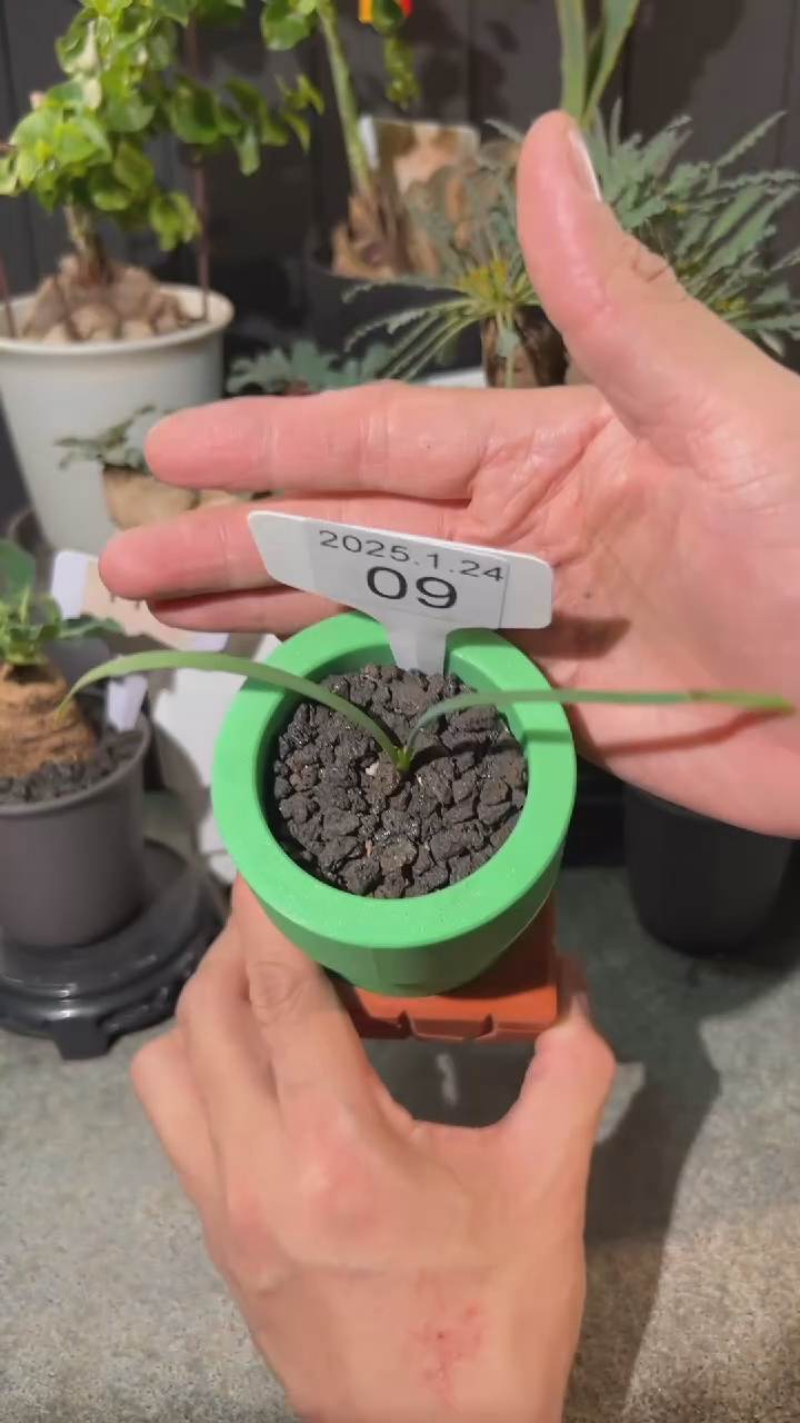 【闪购商品】圣诞老人全能花1.24.09