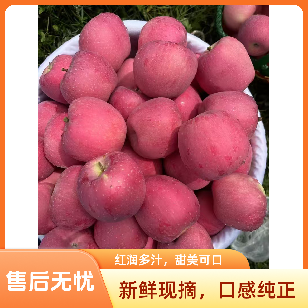 正宗昭通高山种植中熟富士2001丑苹果产地直发新鲜应季水果