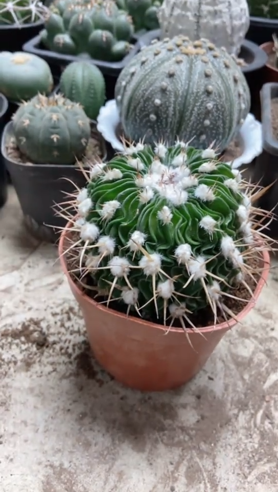 星巴克仙人球一物一拍