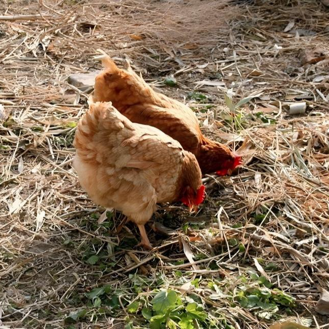 正宗农家散养老母鸡笨鸡现杀