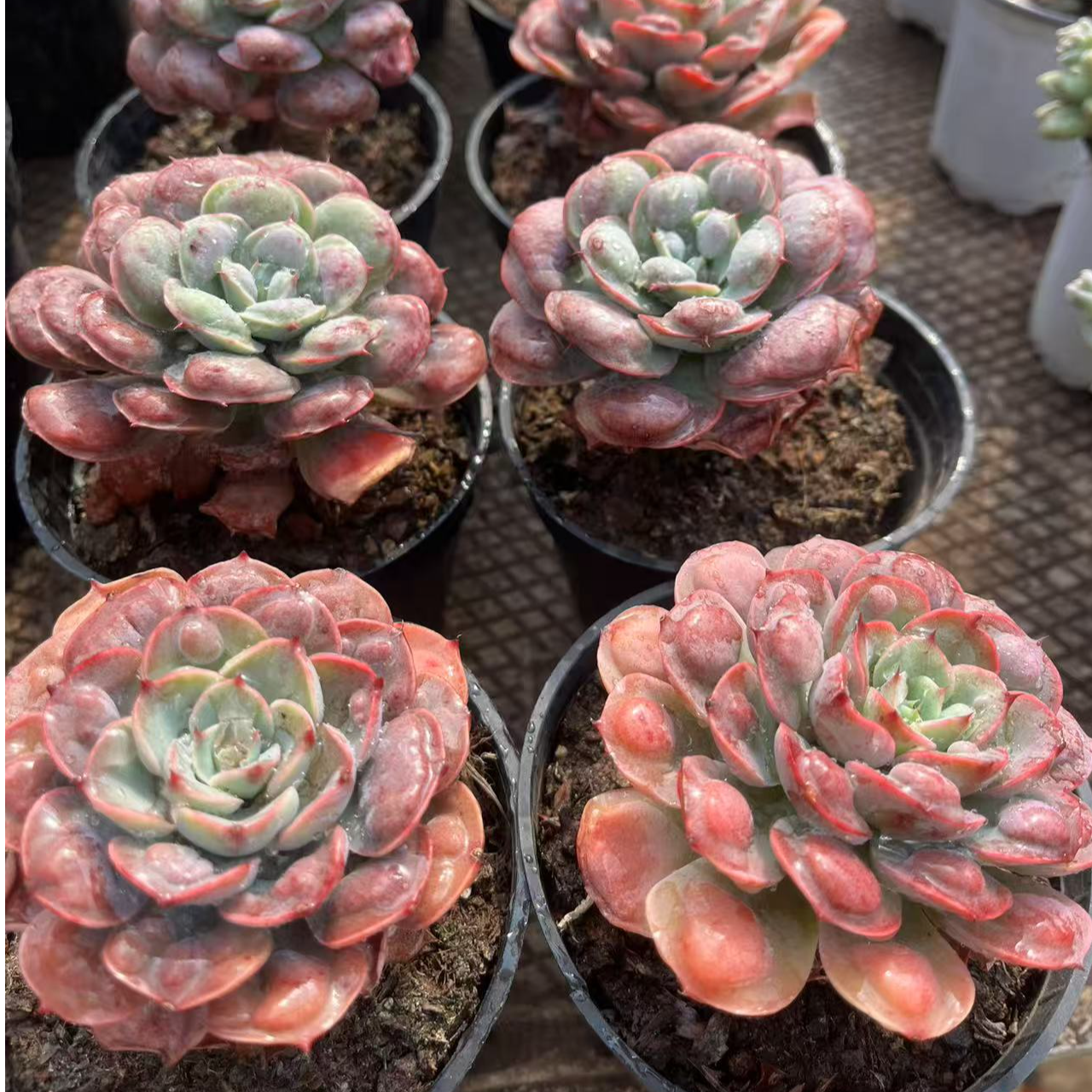 12月4日1801-1900号昆明大全多肉基地一物一拍满18包邮