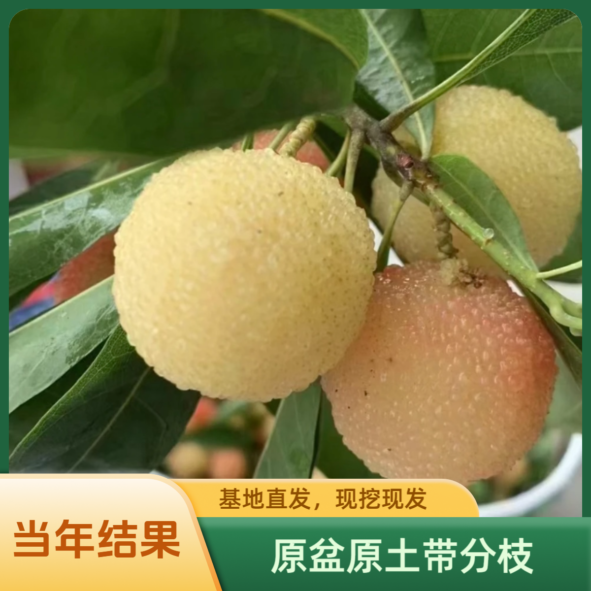 z当年结果南北方耐寒耐热果树水晶杨梅盆栽果树苗四季地栽庭院