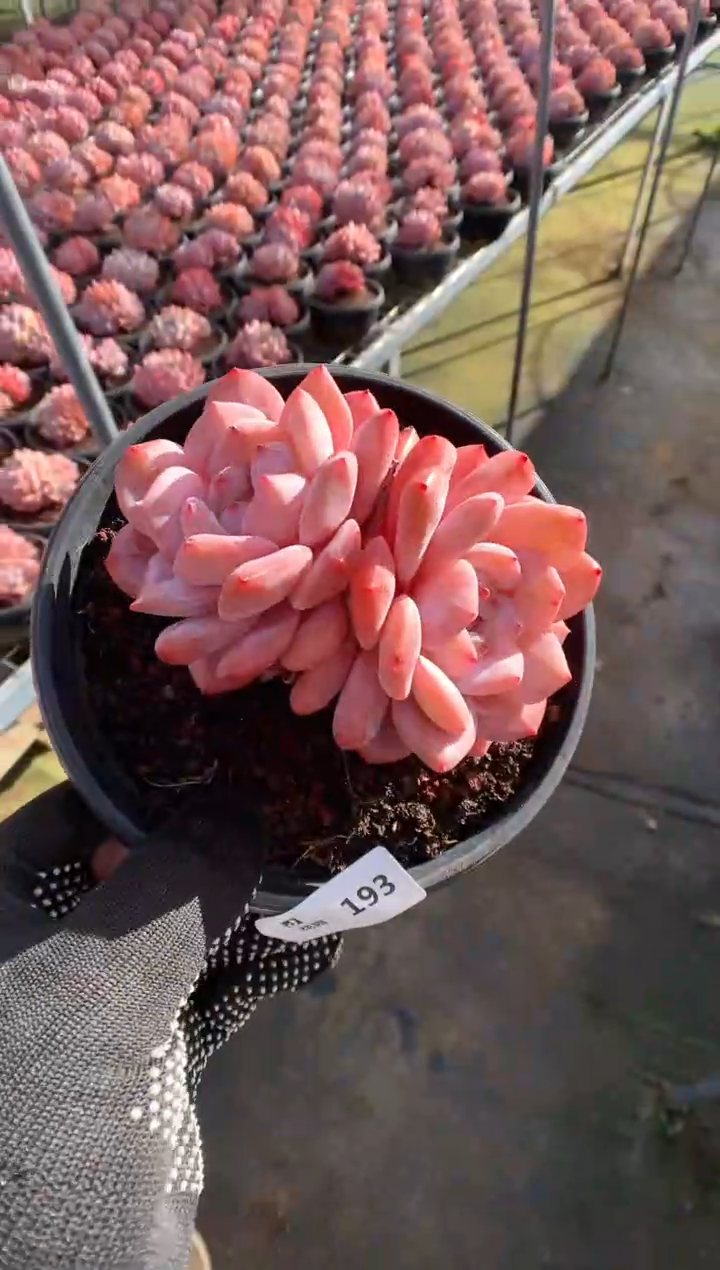 193果冻橙多肉植物一物一拍