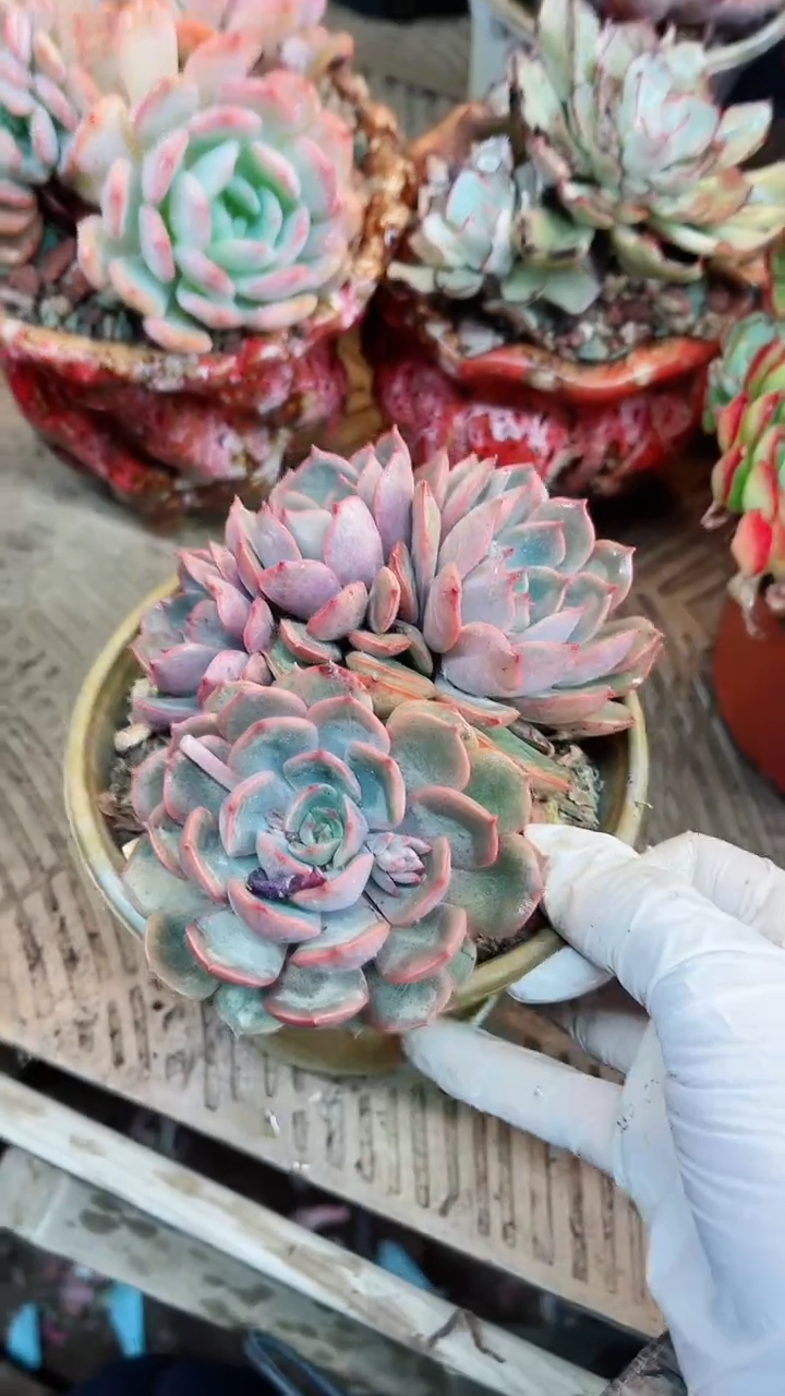 【闪购商品】15097