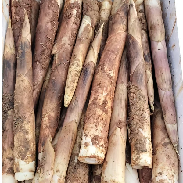 【头茬鲜春笋】现挖现发