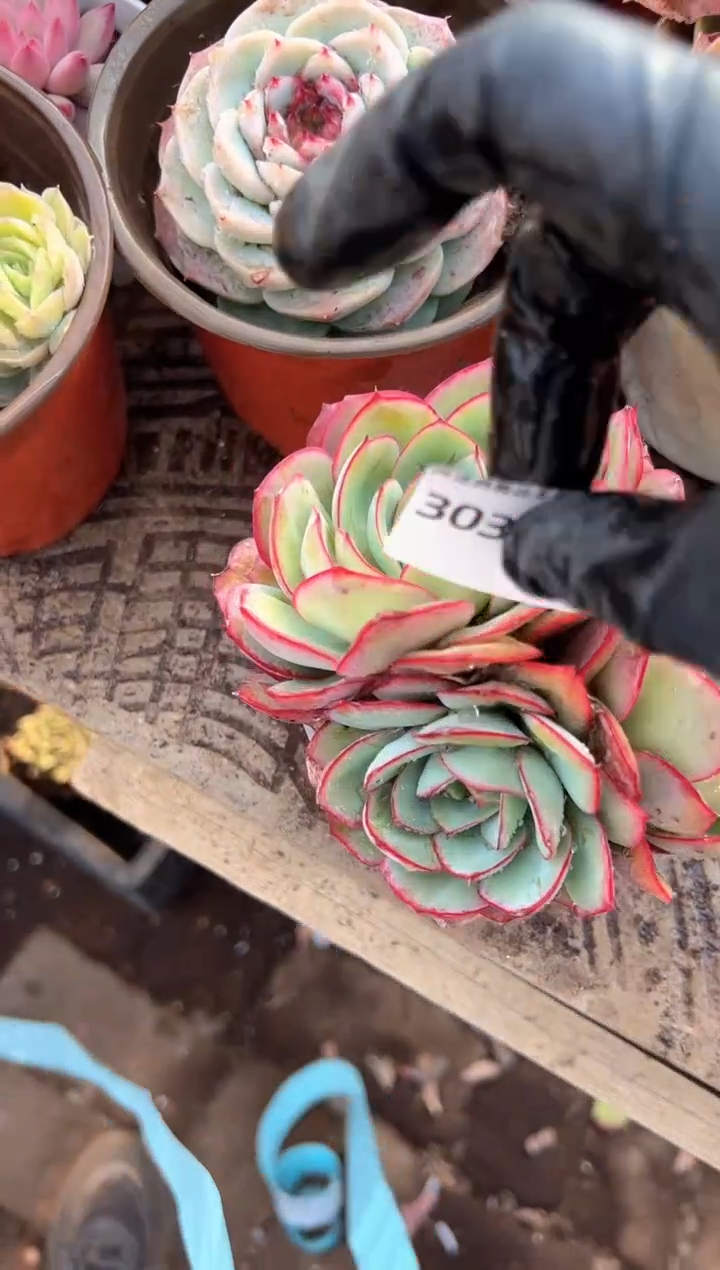 笑**姐多肉植物一物一拍30349