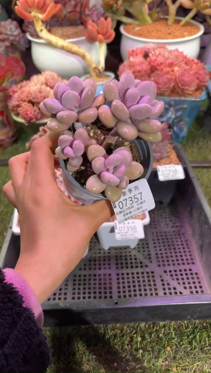 【闪购商品】07357